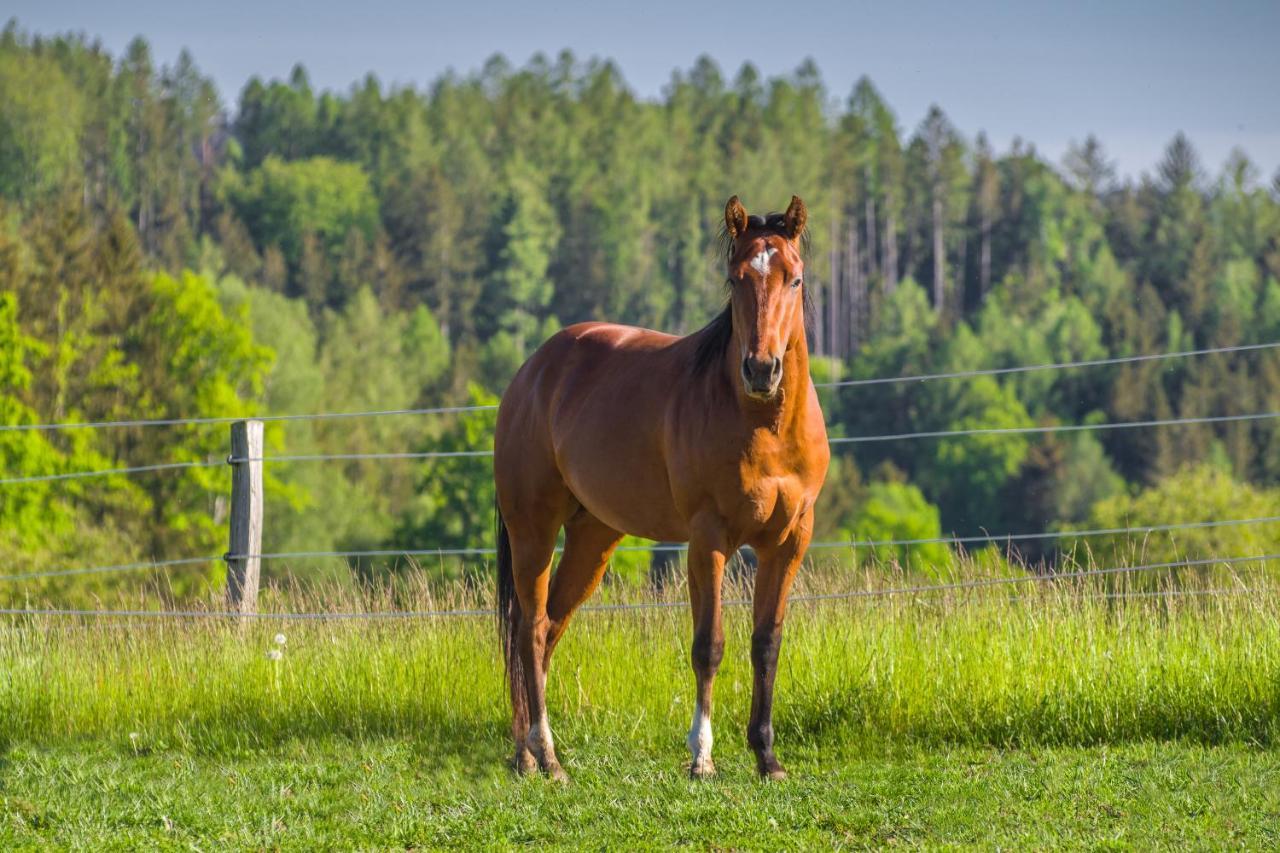 Hotel Ranch Jestrebice Hermanicky Zewnętrze zdjęcie